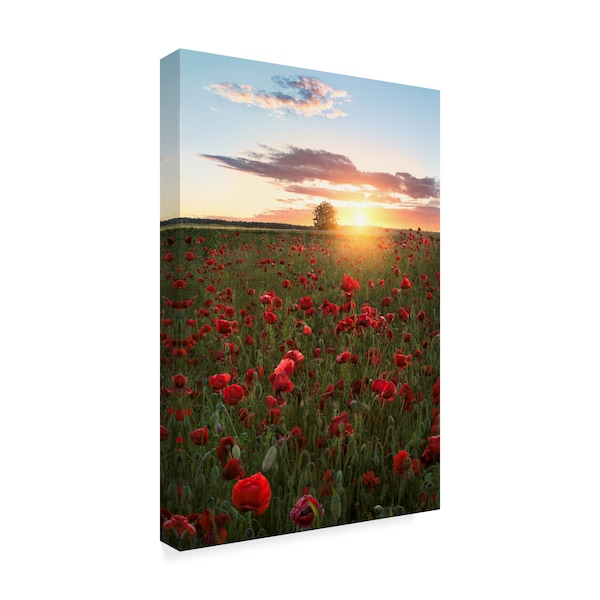 Christian Lindsten 'Poppy Fields Of Sweden' Canvas Art,22x32